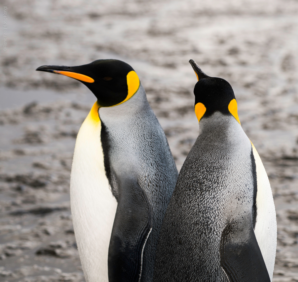 Antarctic Peninsula - 2017
