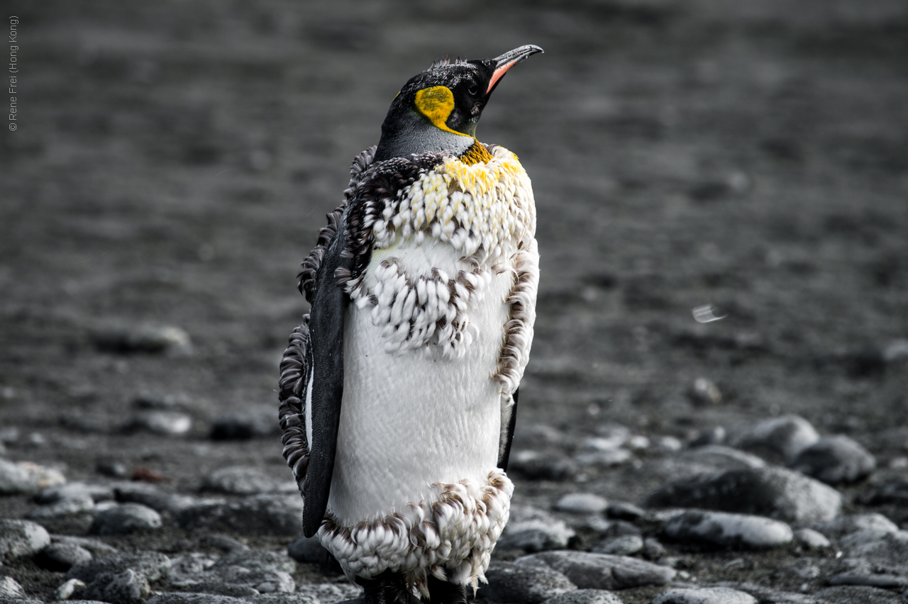 Antarctic Peninsula - 2017