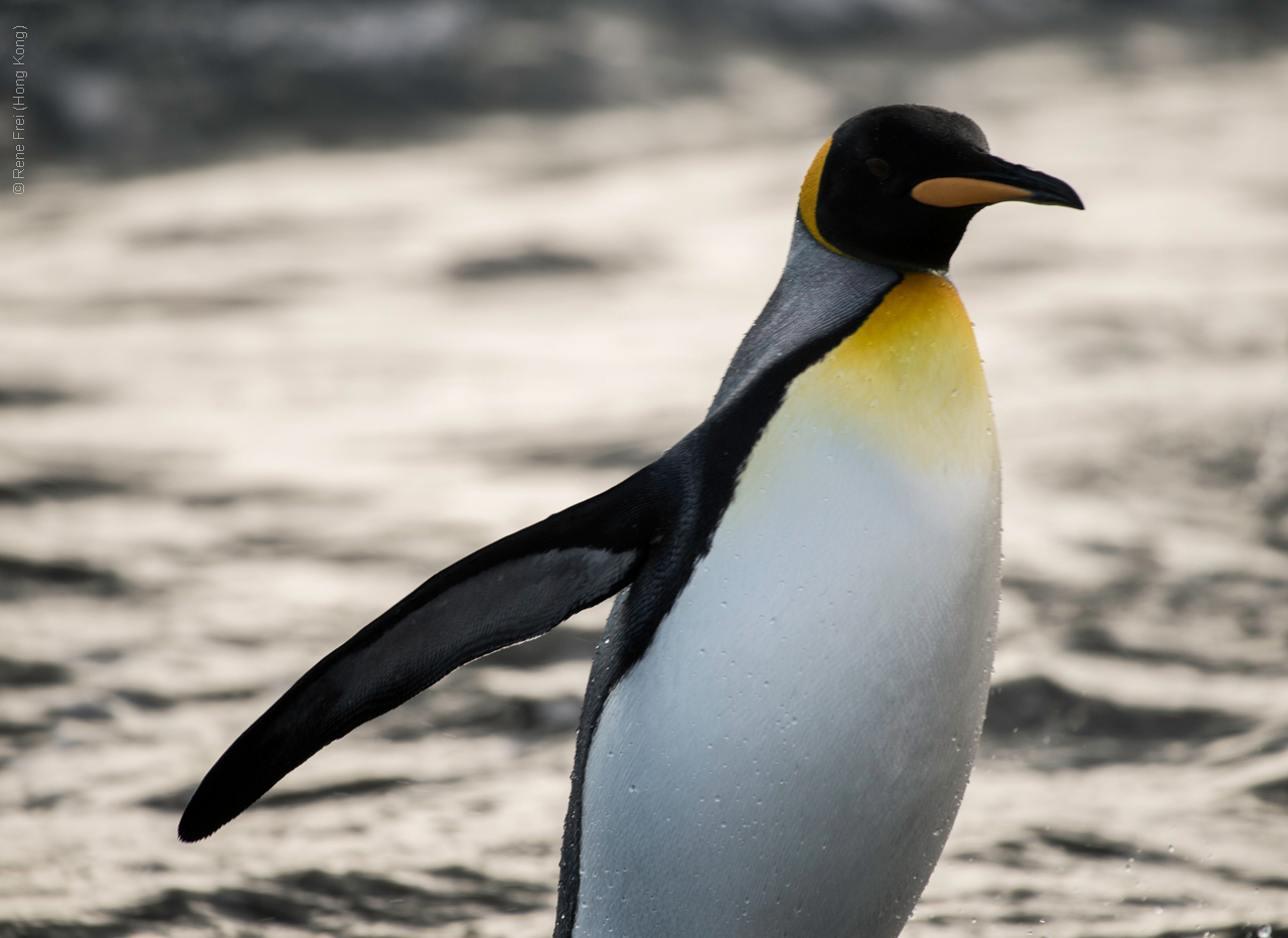 Antarctic Peninsula - 2017