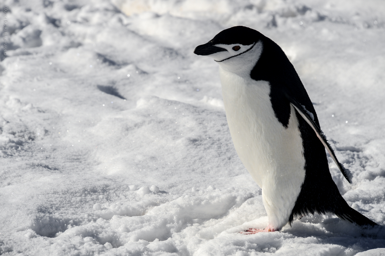 Antarctica - December 2013