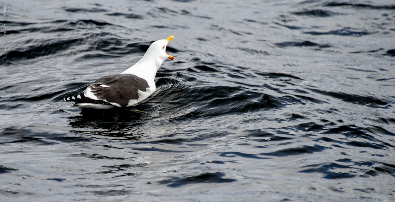 Antarctica - December 2013