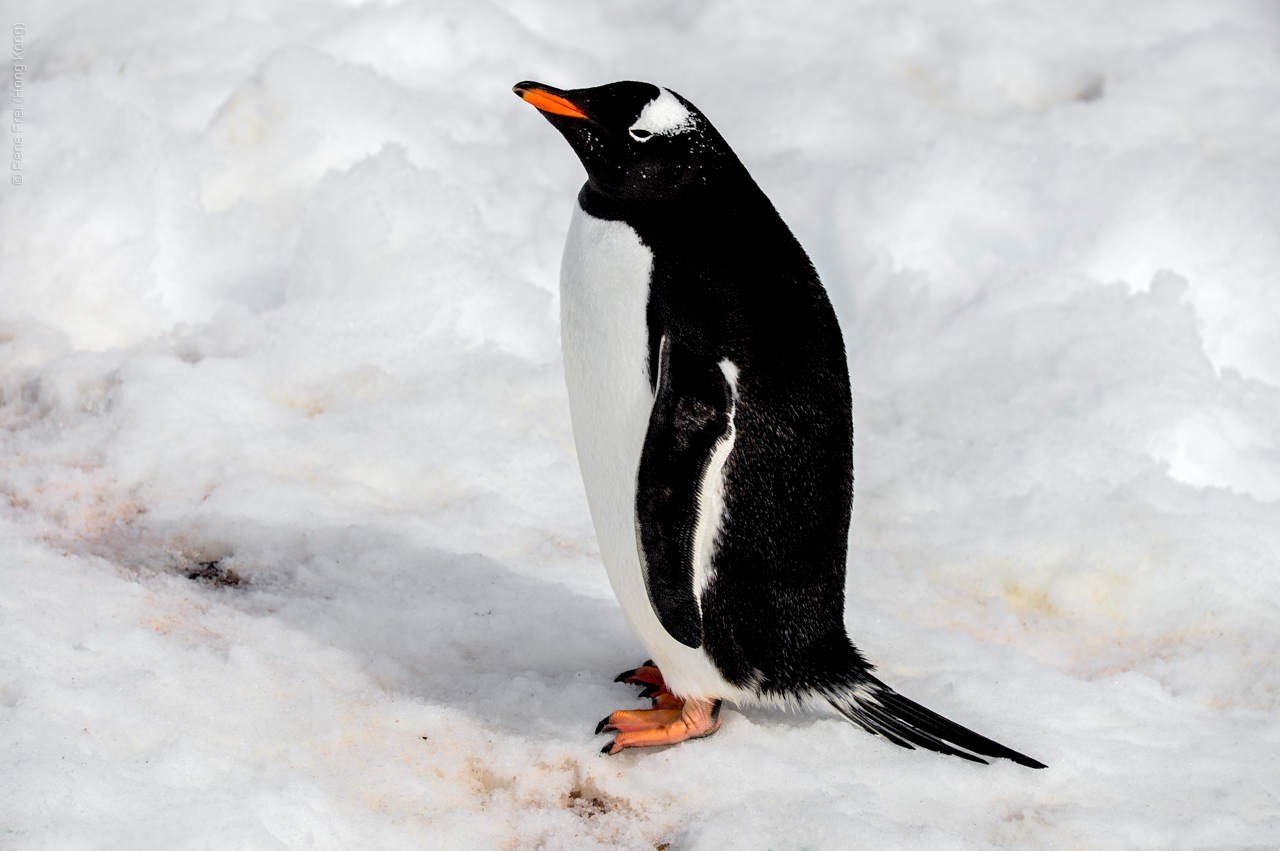 Antarctica - December 2013