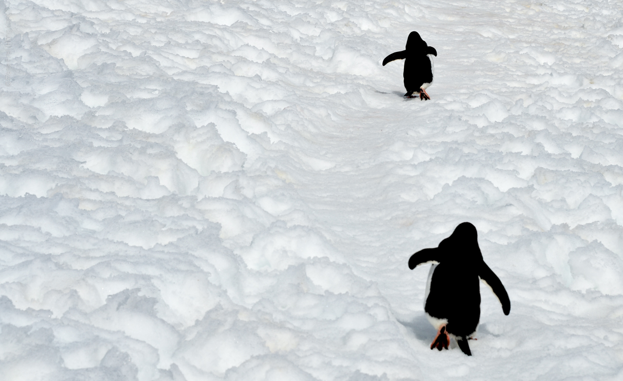 Antarctica - December 2013