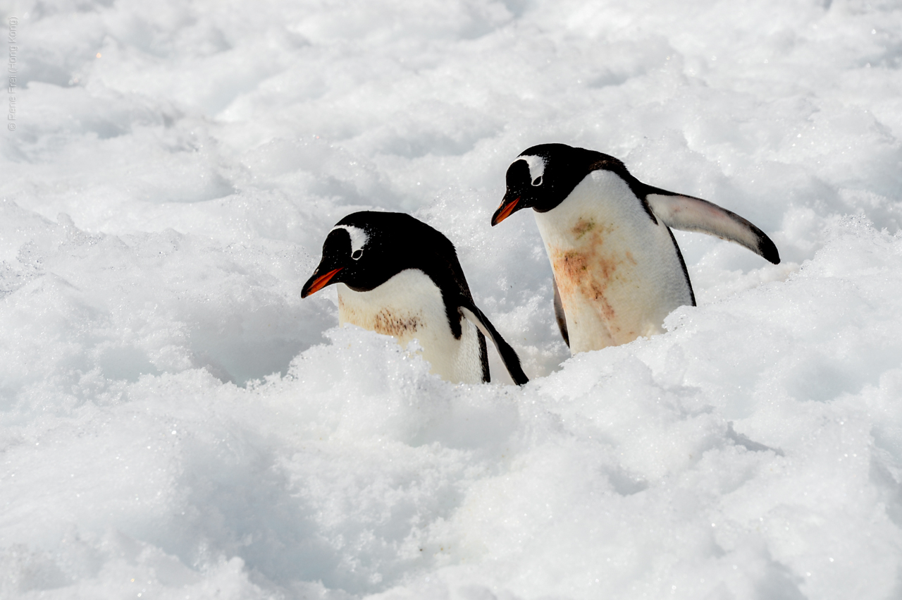 Antarctica - December 2013