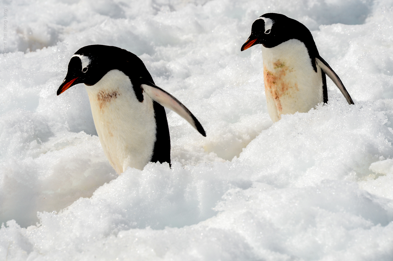 Antarctica - December 2013