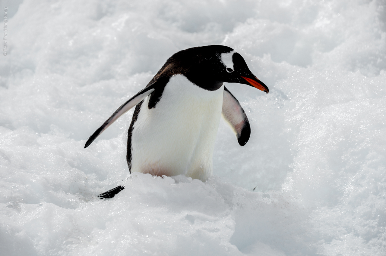 Antarctica - December 2013