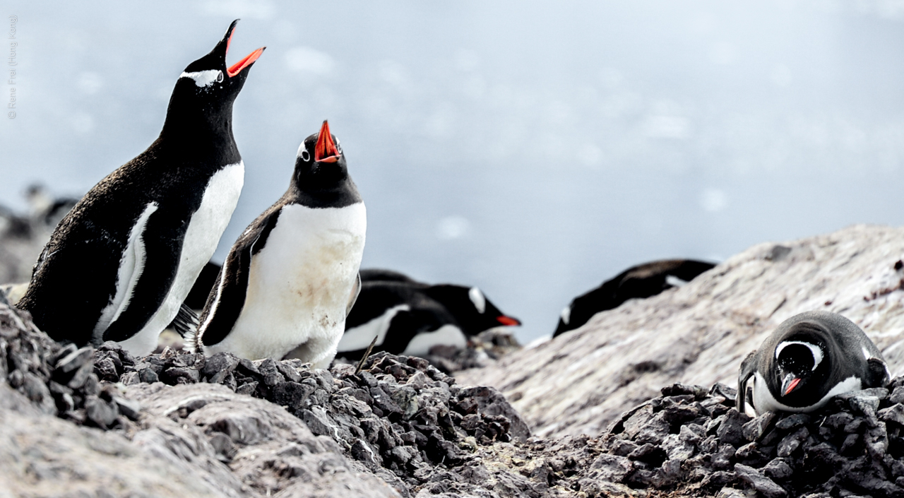 Antarctica - December 2013