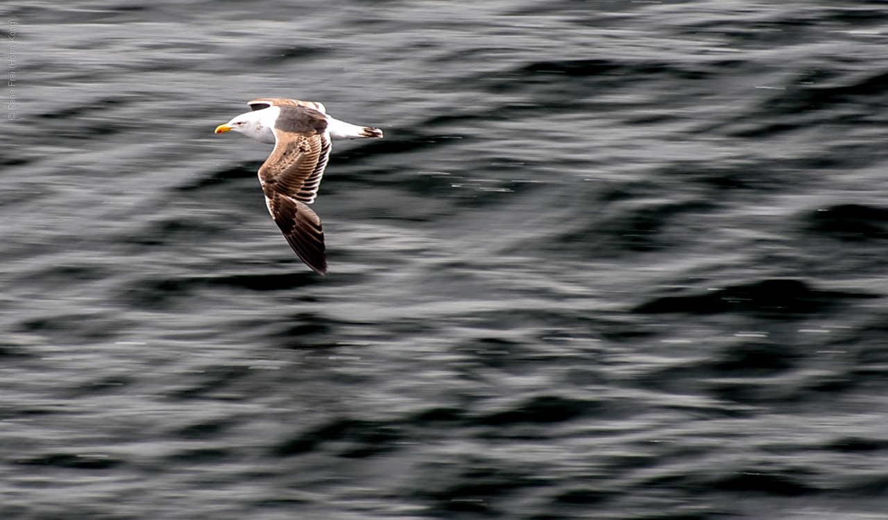 Antarctica - December 2013