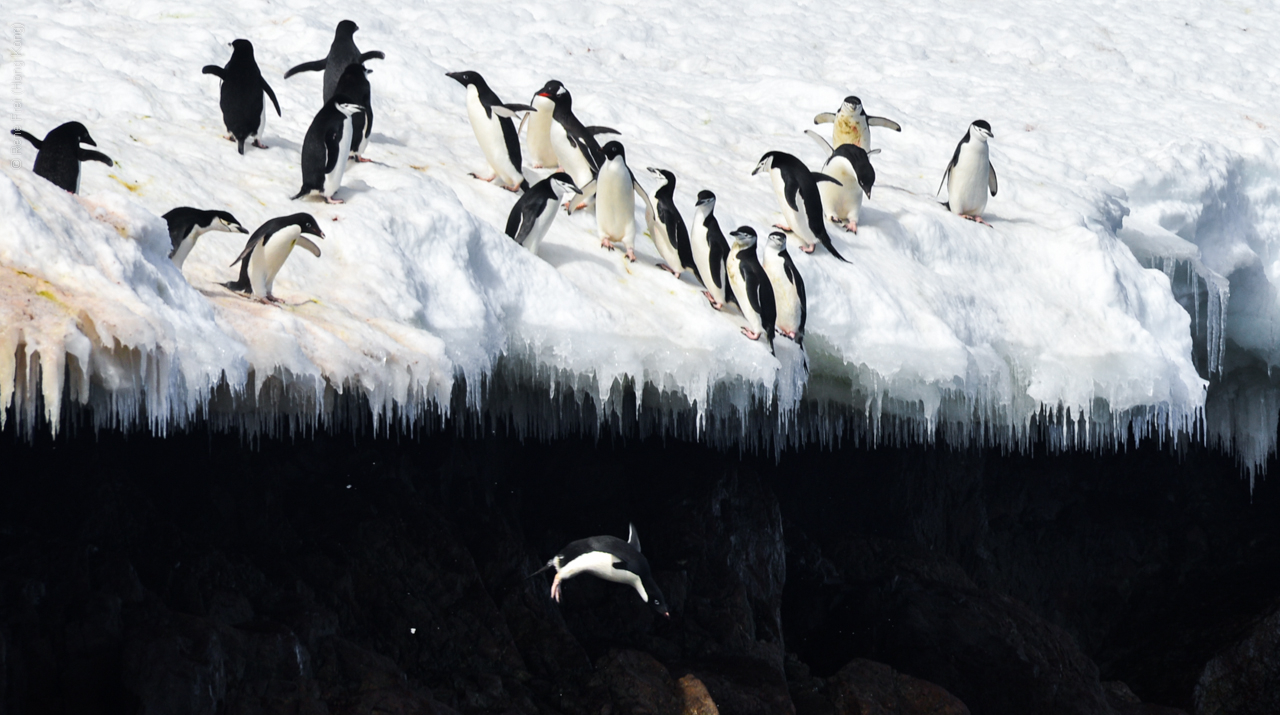 Antarctica - December 2013