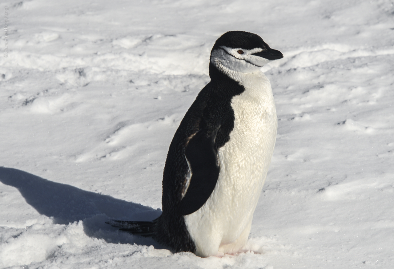 Antarctica - December 2013