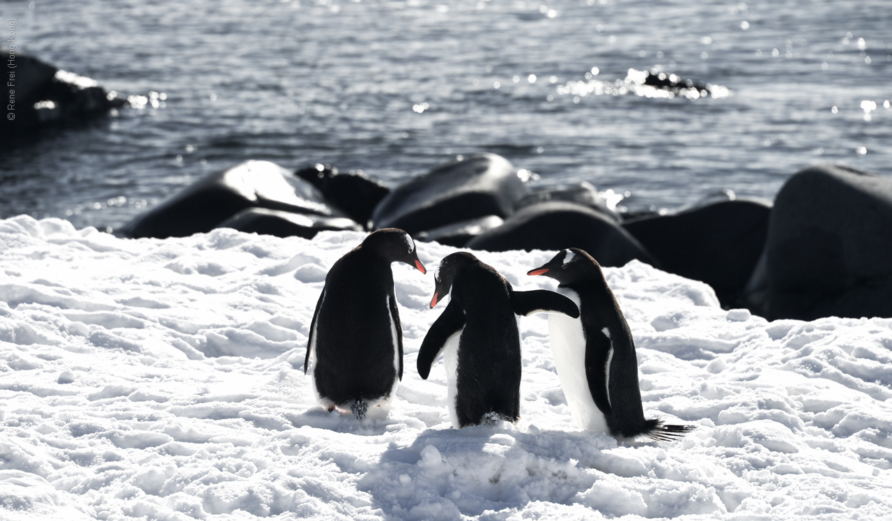 Antarctica - December 2013