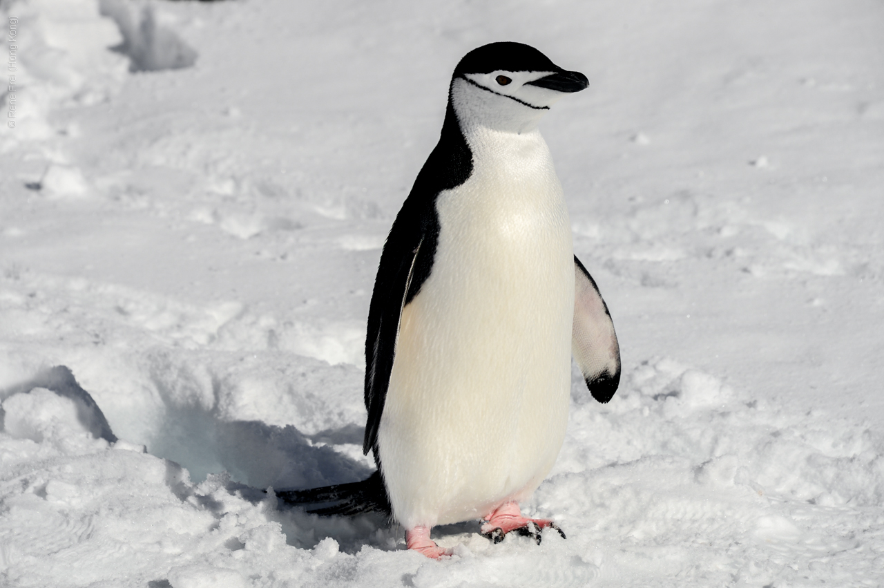 Antarctica - December 2013