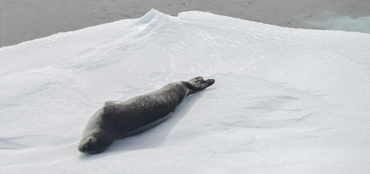 Antarctica - December 2013