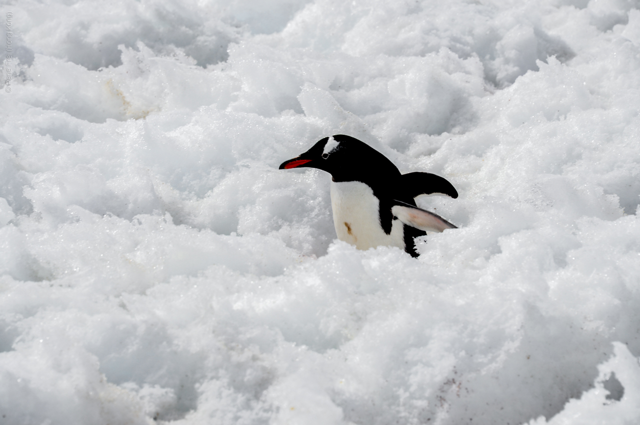 Antarctica - December 2013