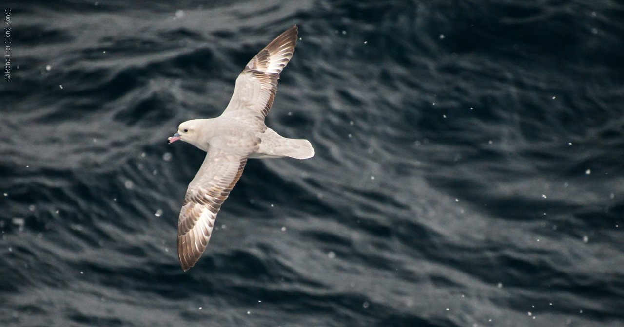 Antarctica - December 2013