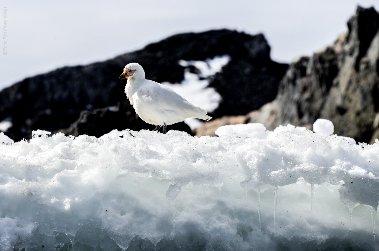 Antarctica - December 2013