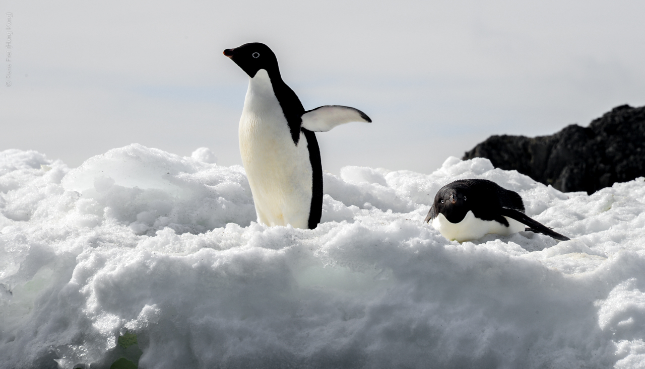 Antarctica - December 2013