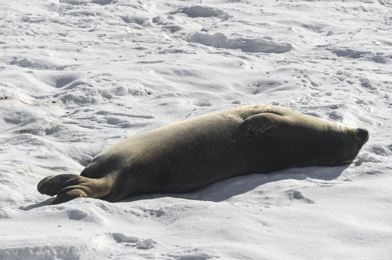 Antarctica - December 2013