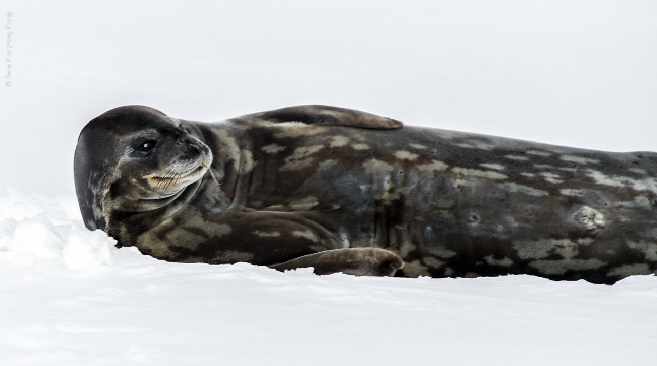 Antarctica - December 2013