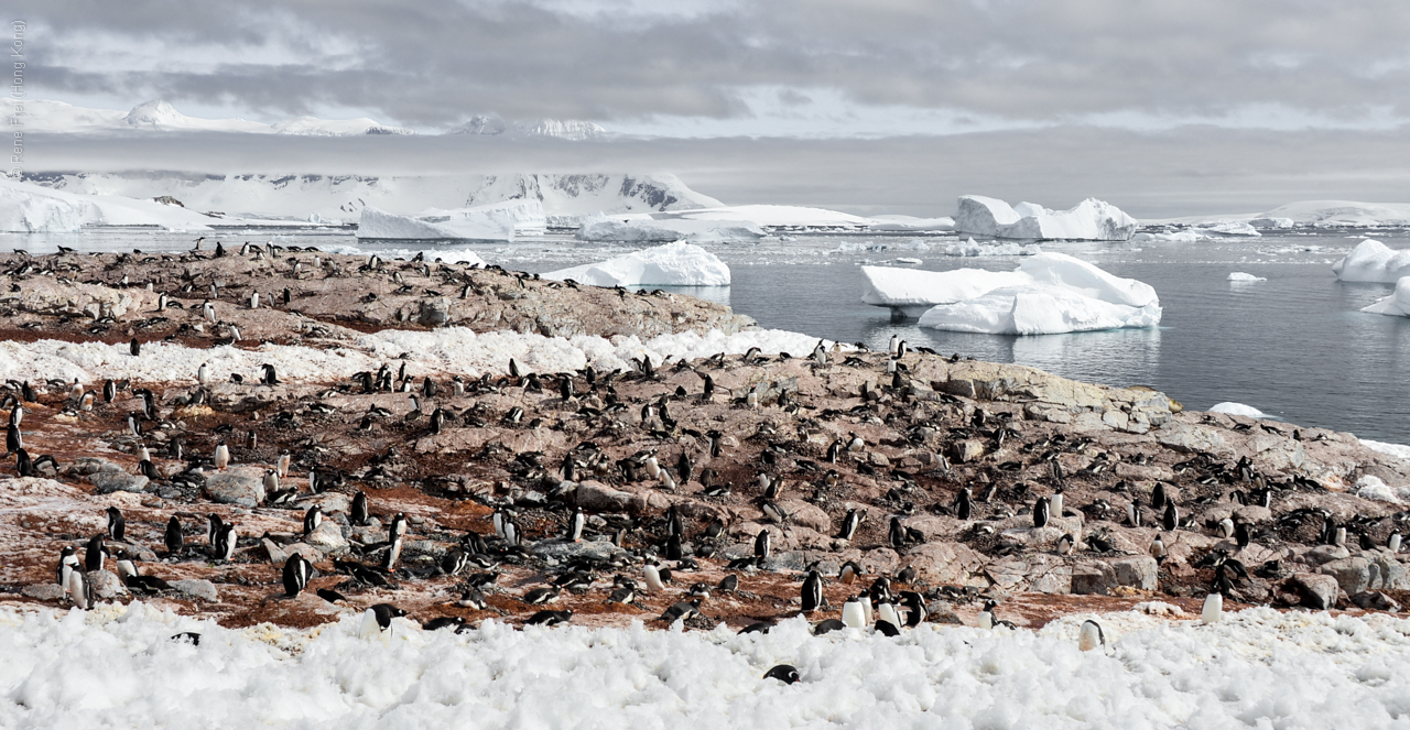 Antarctica - December 2013