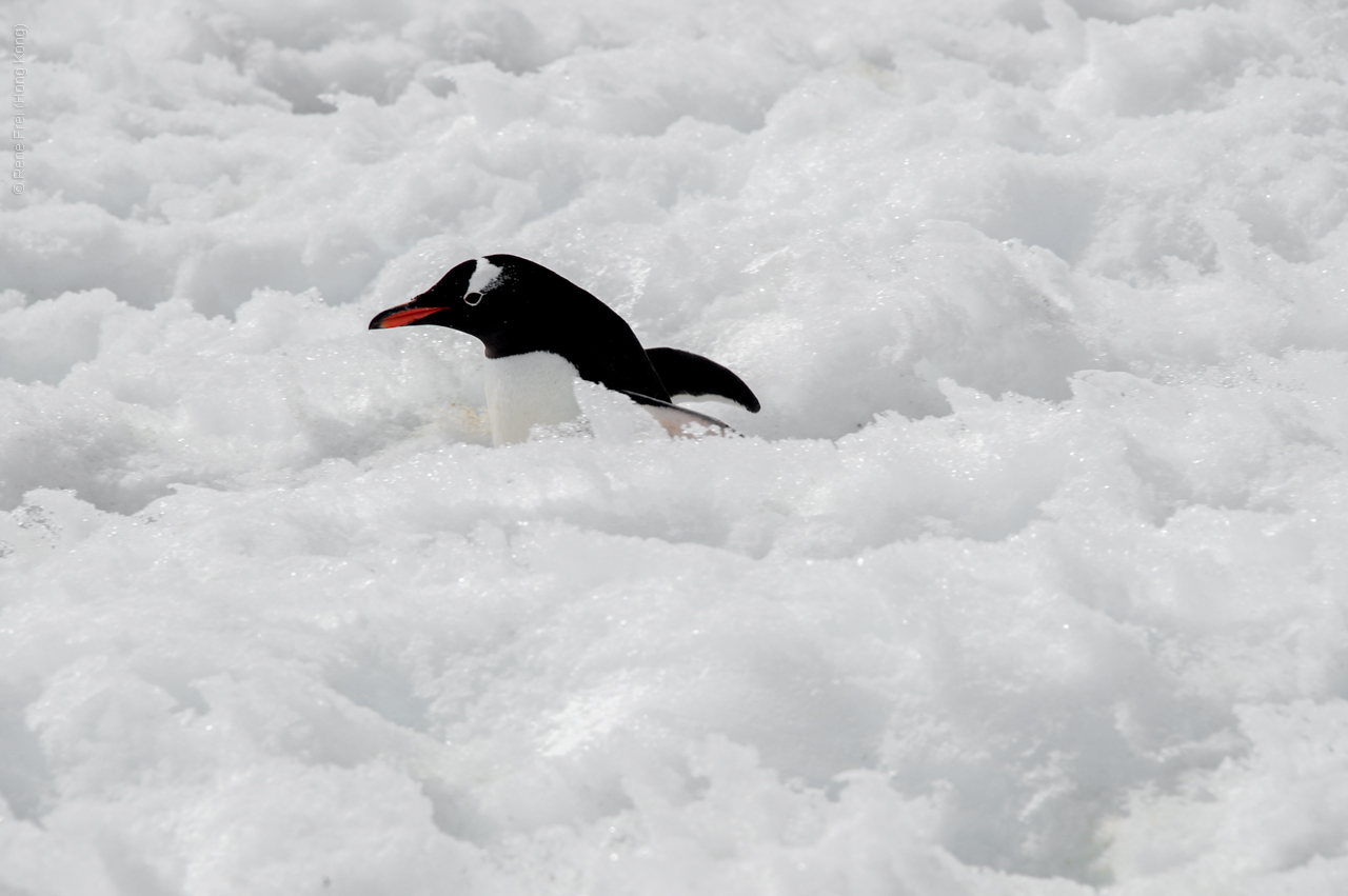 Antarctica - December 2013