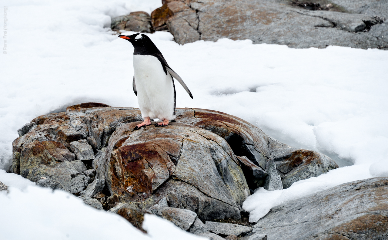 Antarctica - December 2013