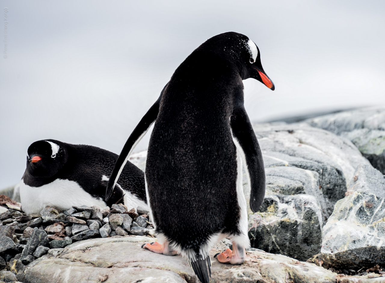 Antarctica - December 2013