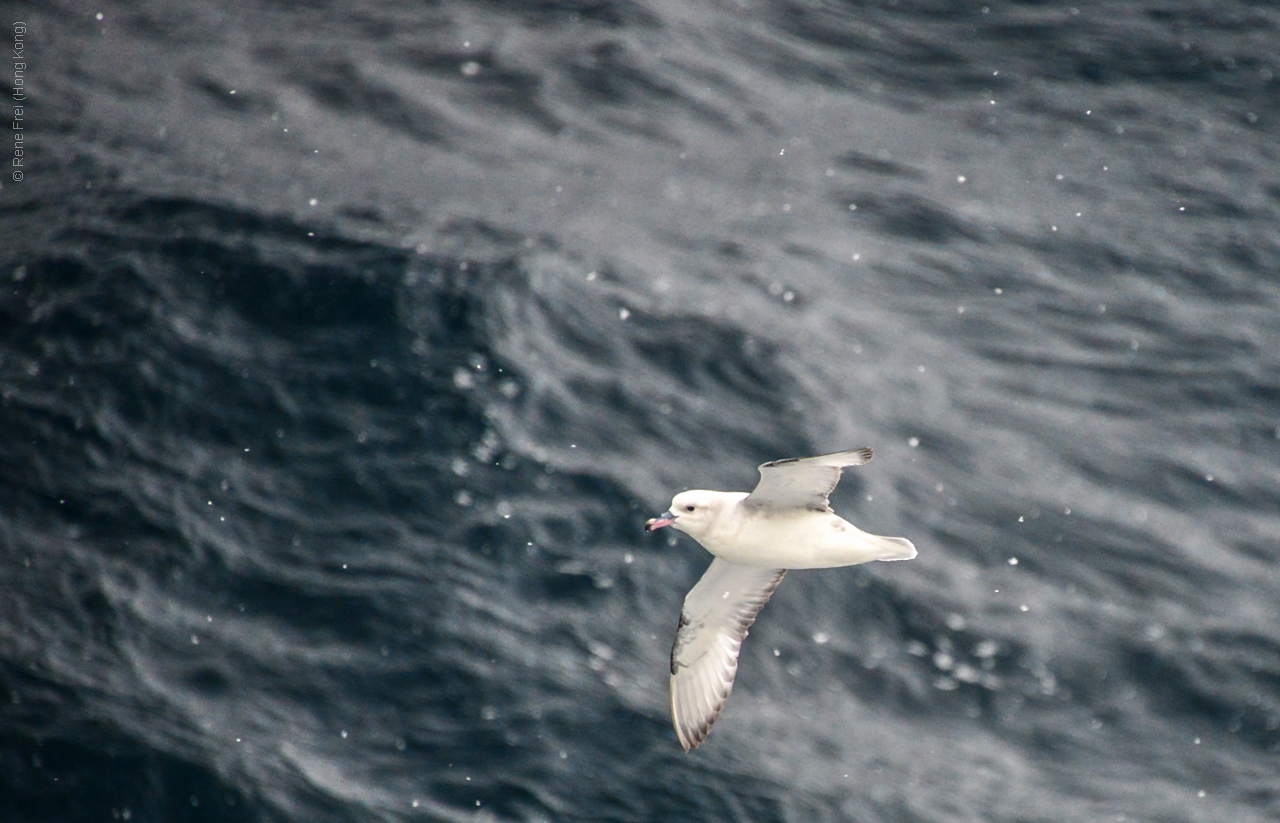 Antarctica - December 2013