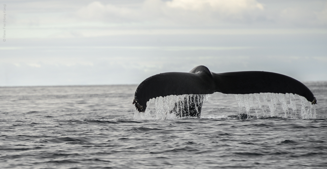 Antarctica - December 2013