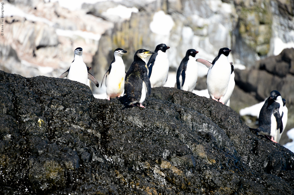 Antarctica - December 2013