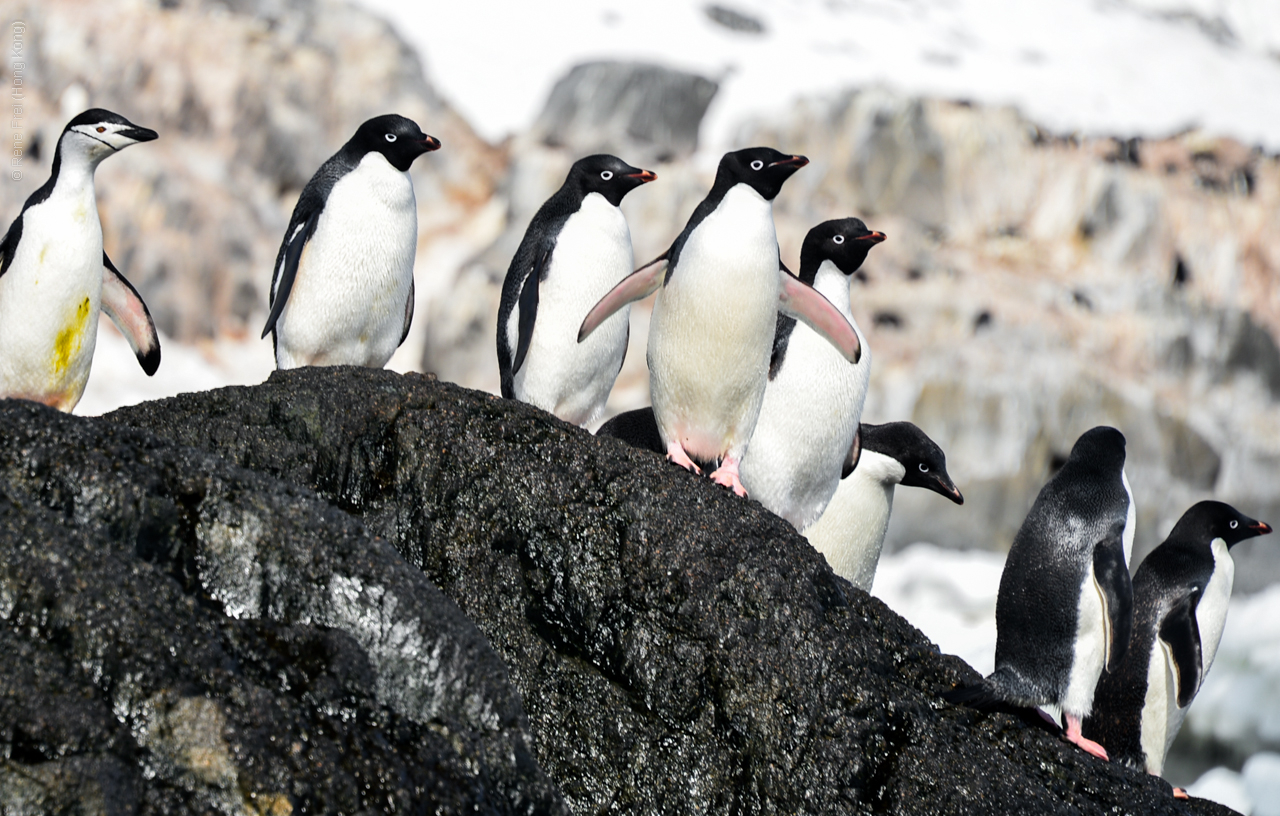 Antarctica - December 2013