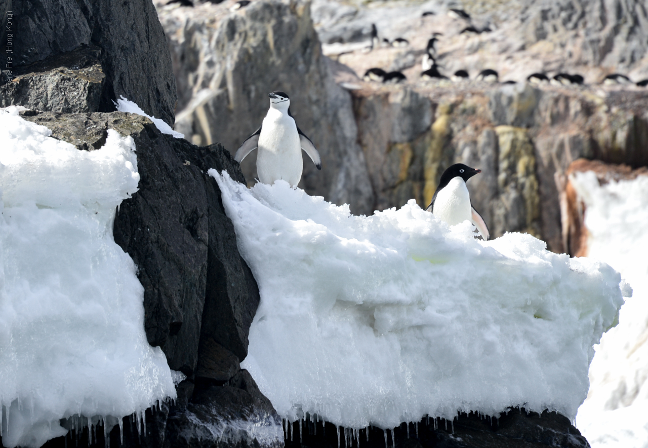 Antarctica - December 2013