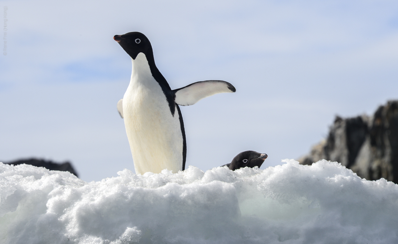 Antarctica - December 2013