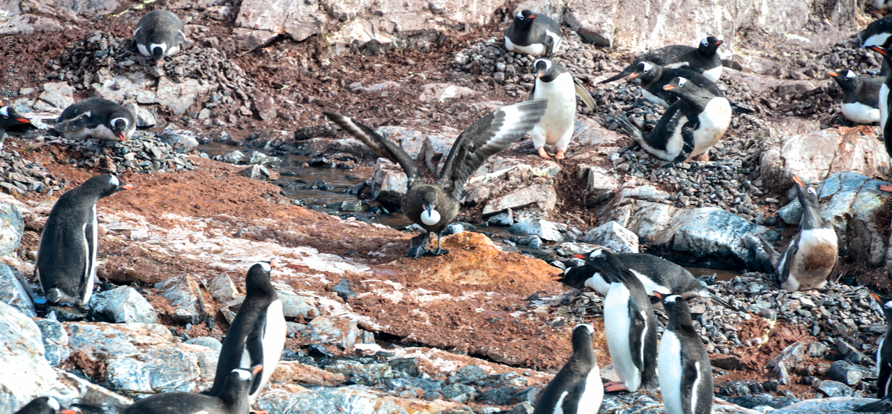 Antarctica - December 2013