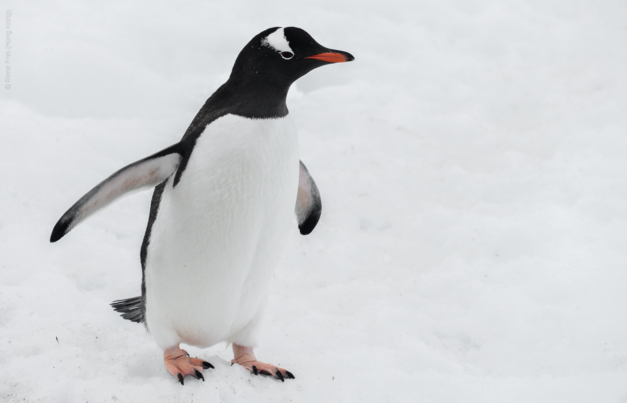 Antarctica - December 2013