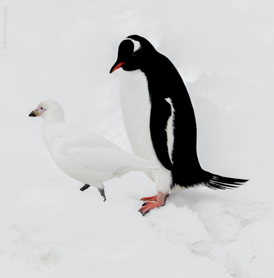 Antarctica - December 2013