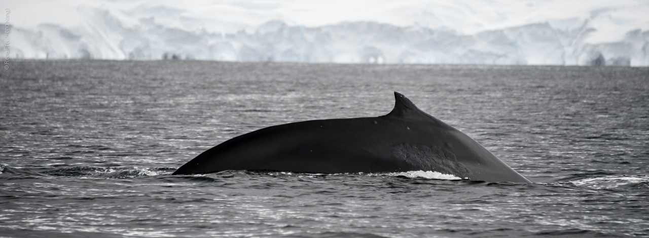 Antarctica - December 2013