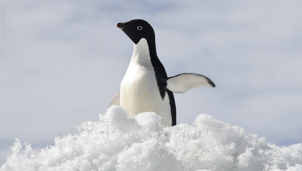 Antarctica - December 2013