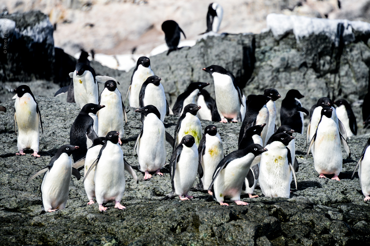 Antarctica - December 2013