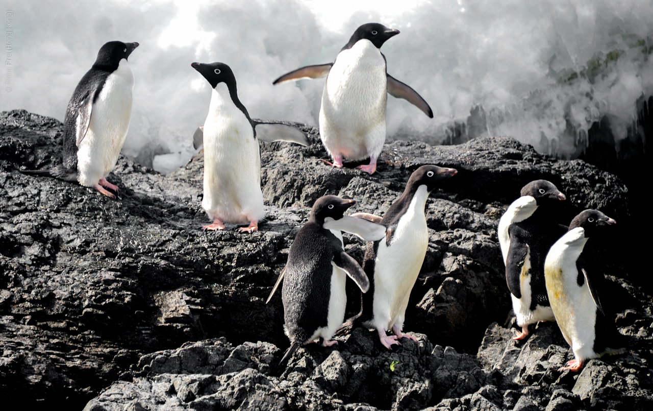 Antarctica - December 2013