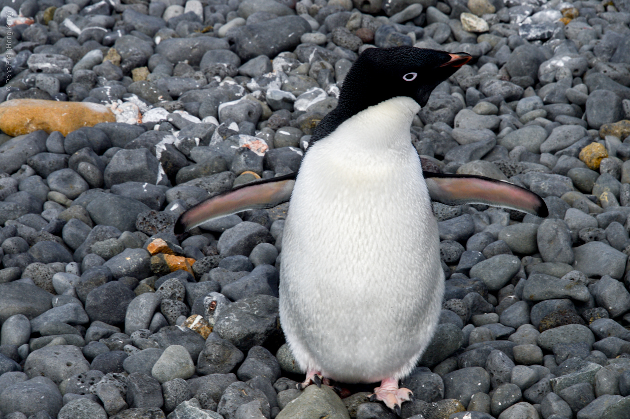 Antarctica - December 2013