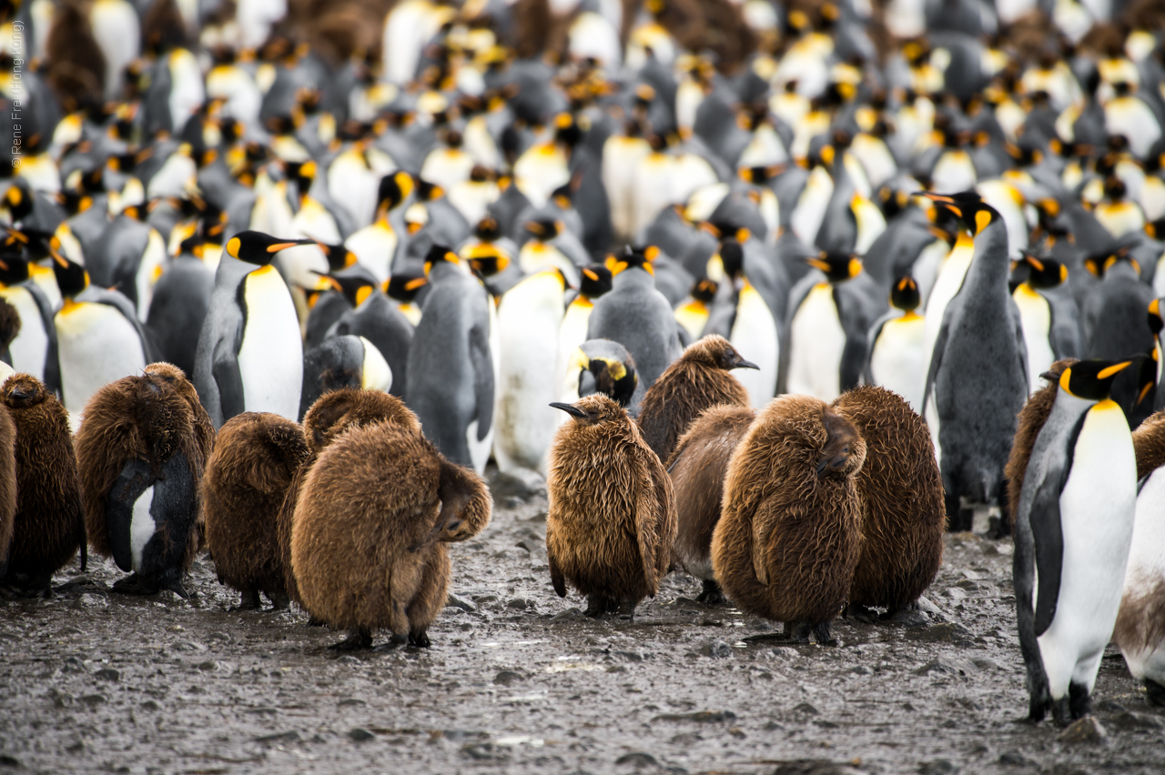 Antarctica - January 2017