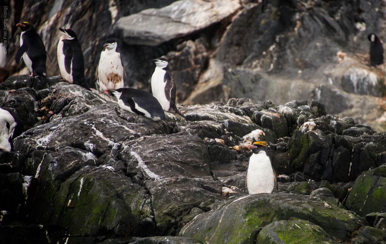 Antarctica - January 2017