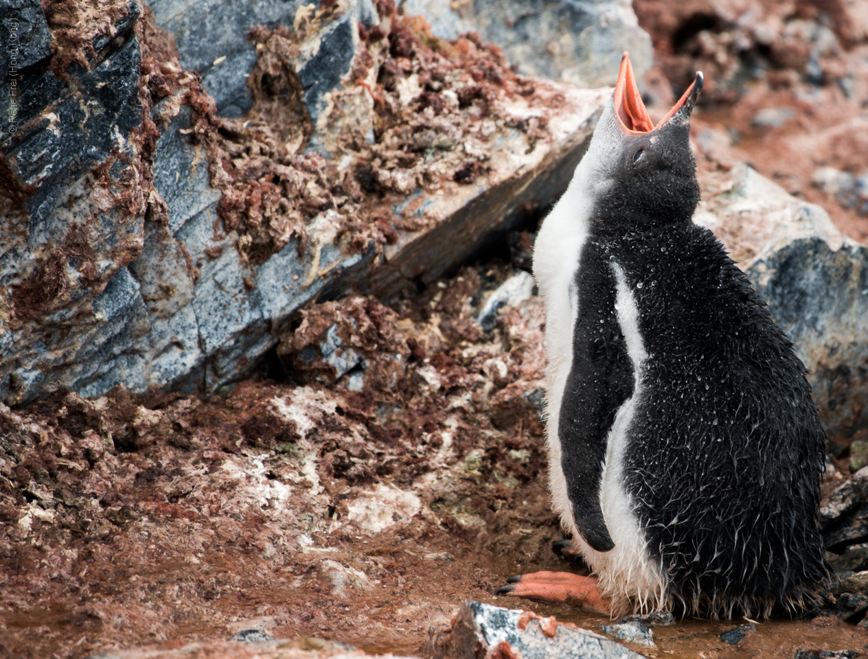 Antarctica - January 2017