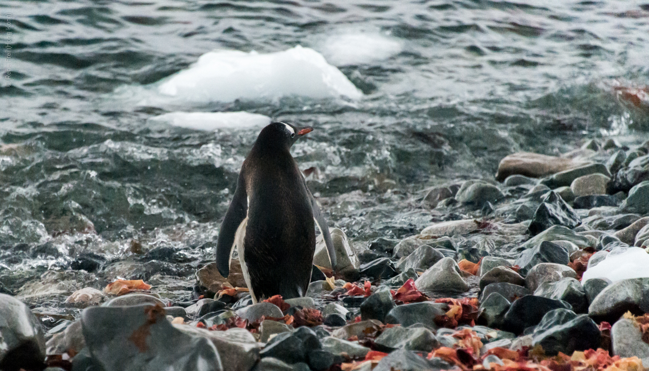 Antarctica - January 2017