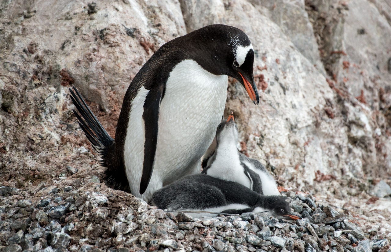 Antarctica - January 2017