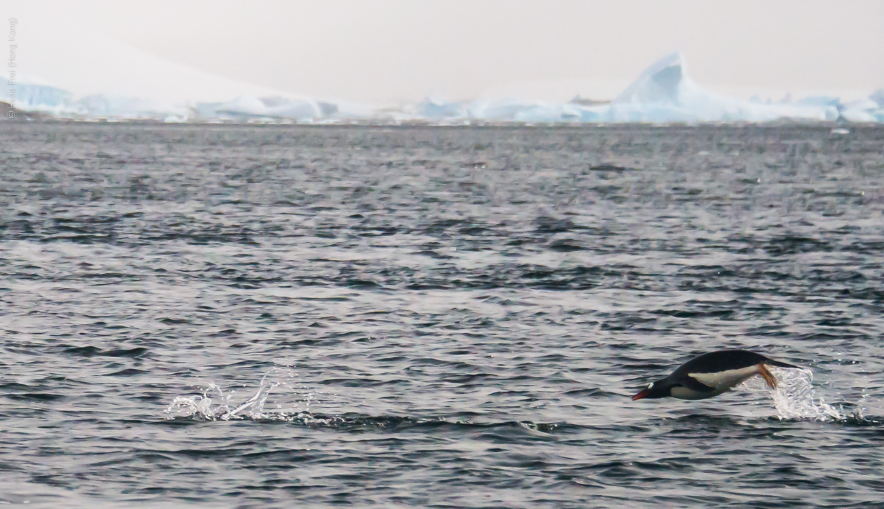 Antarctica - January 2017