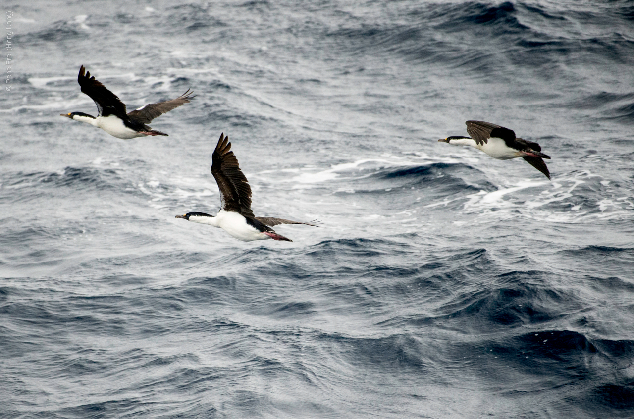 Antarctica - January 2017