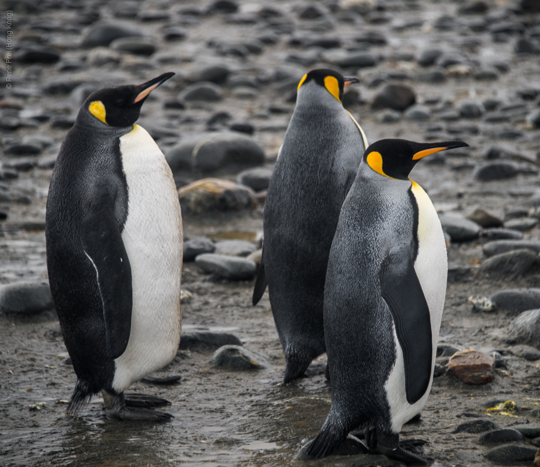 Antarctica - January 2017