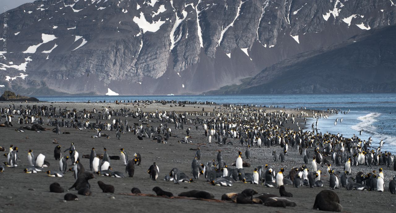 Antarctica - January 2017